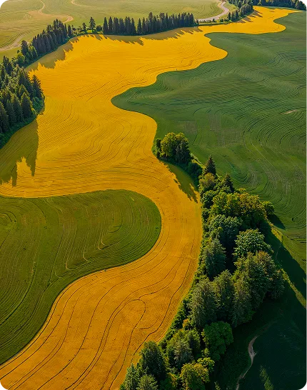 Aerial view of agricultural fields with contrasting yellow and green crop patterns and tree clusters